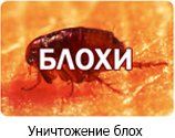 Уничтожение блох