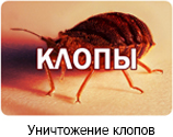 Уничтожение клопов