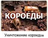Уничтожение короедов