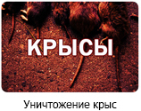 Уничтожение крыс
