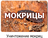 Уничтожение мокриц