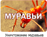 Уничтожение муравьев