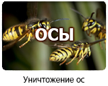 Уничтожение ос