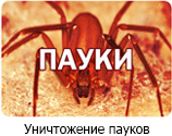 Уничтожение пауков